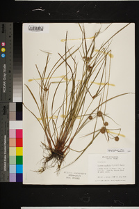 Cyperus echinatus image