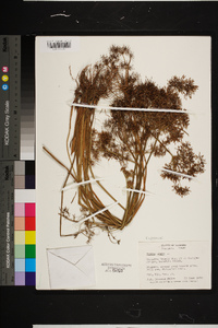 Cyperus haspan image