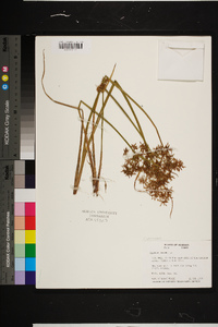 Cyperus haspan image