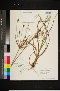 Cyperus plukenetii image