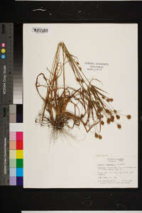 Cyperus plukenetii image