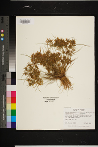 Cyperus polystachyos image