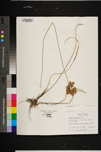 Cyperus pseudovegetus image