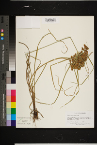 Cyperus pseudovegetus image