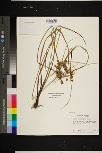 Cyperus pseudovegetus image