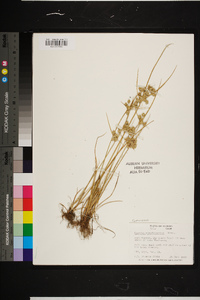 Cyperus pseudovegetus image