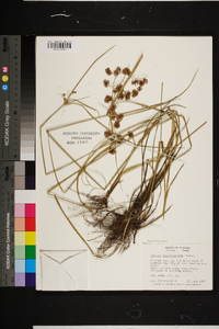 Cyperus pseudovegetus image