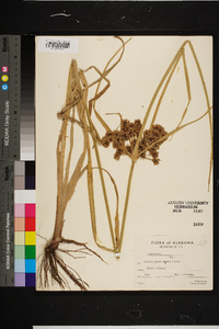 Cyperus pseudovegetus image