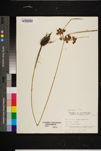 Cyperus pseudovegetus image