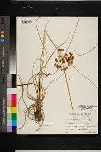 Cyperus pseudovegetus image