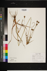 Cyperus plukenetii image