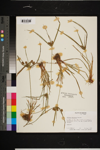 Cyperus retrorsus image