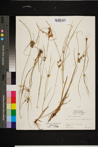 Cyperus retrorsus image