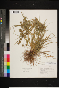 Cyperus retrorsus image