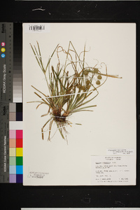 Cyperus retrorsus image