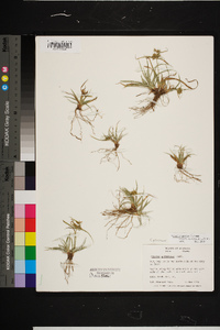 Cyperus retrorsus image