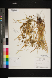 Cyperus retrorsus image