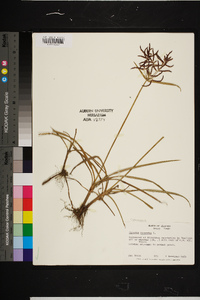 Cyperus rotundus image