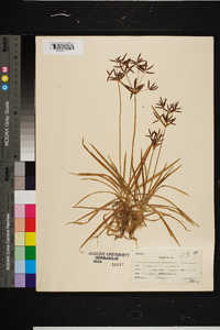 Cyperus rotundus image