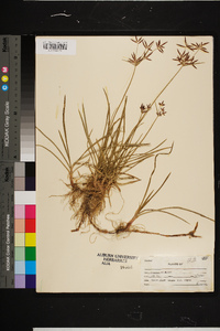 Cyperus rotundus image