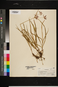 Cyperus rotundus image