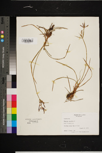 Cyperus rotundus image