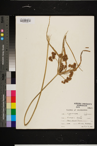 Cyperus virens image