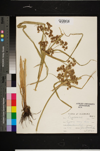 Cyperus virens image