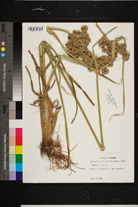 Cyperus virens image