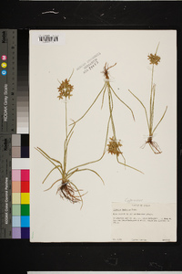 Cyperus dentatus image