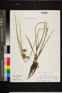 Cyperus distinctus image