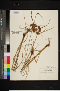 Cyperus echinatus image