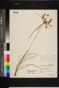 Cyperus echinatus image