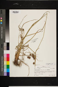 Cyperus echinatus image