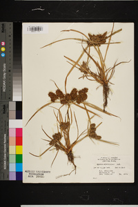 Cyperus erythrorhizos image