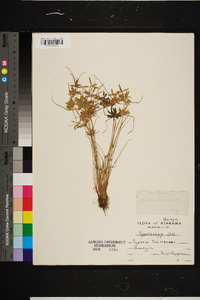 Cyperus flavescens image