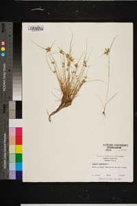 Cyperus flavescens image