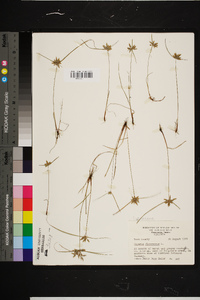 Cyperus flavescens image