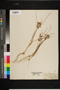 Cyperus grayi image