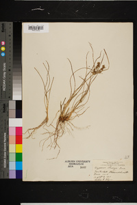 Cyperus grayi image