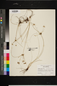 Cyperus grayi image