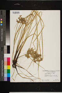 Cyperus pseudovegetus image