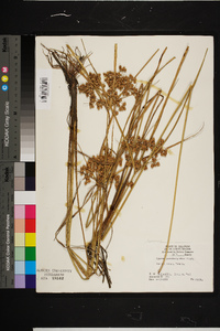 Cyperus pseudovegetus image