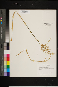 Cyperus pseudovegetus image