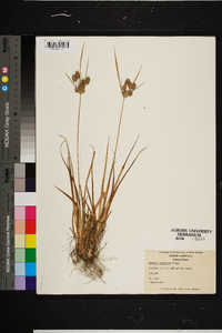 Cyperus retrorsus image