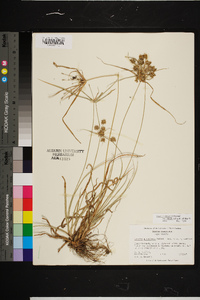 Cyperus retrorsus image