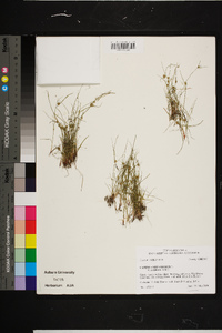 Cyperus squarrosus image