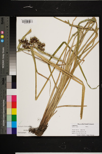 Cyperus virens image