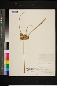 Cyperus virens image