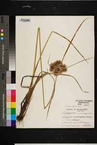 Cyperus virens image